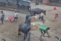 mp news Dog Attack Video Viral Bites 4 People in 27 Seconds in mhow