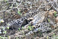 Gamini Daughter Indian Female Cheetah Gives Birth to 4 Cubs in Kuno National Park MP news
