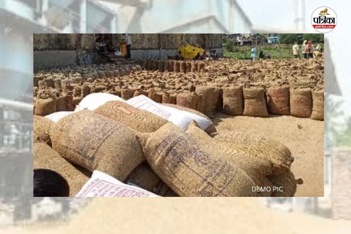 7 हजार मीट्रिक टन धान अब भी केंद्रों में पड़ा, उठाव अधूरा... 121 राइस मिलरों को नोटिस जारी(photo-patrika)