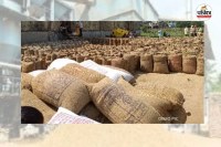 7 हजार मीट्रिक टन धान अब भी केंद्रों में पड़ा, उठाव अधूरा... 121 राइस मिलरों को नोटिस जारी(photo-patrika)