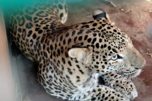 Leopard Enters BJP Leader House Attacks Elderly Man sidhi mp news