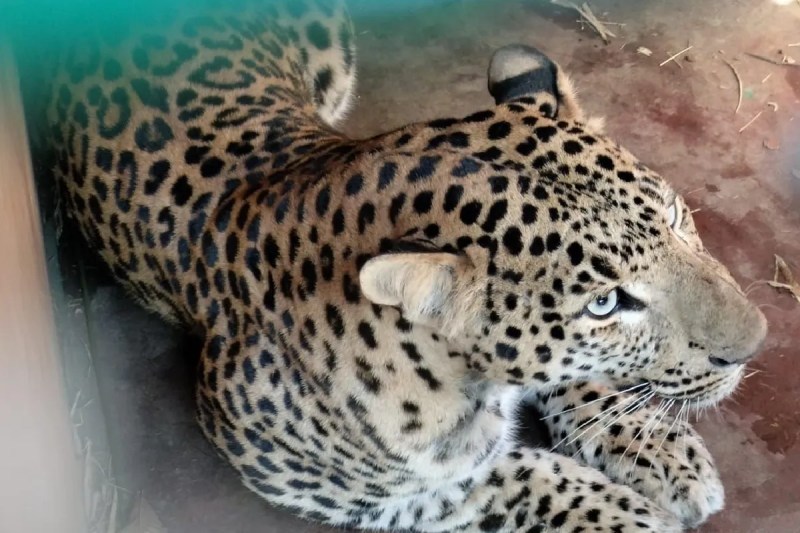 Leopard Enters BJP Leader House Attacks Elderly Man sidhi mp news