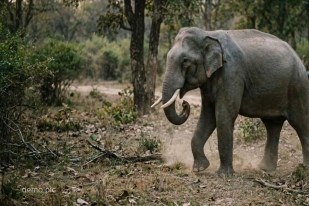 CG Elephant: सरगुजा में हाथियों का कहर, घर और स्कूल को किया नुकसान, रातभर मचाया तांडव(photo-patrika)