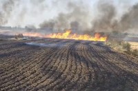 Fire Engulfs 30 Acres of Farmland Wheat-Mustard Crops Destroyed Katni MP News