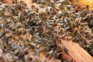 mp news Honeybees Attack Students Teachers During School Prayer in guna