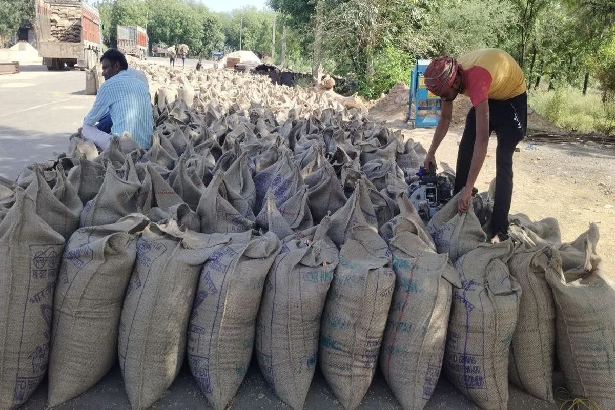 मानकों में छूट से गेहूं खरीद ने पकड़ी रफ्तार,एफसीआई के एक दिन में की 1 हजार कट्टों की तुलाई