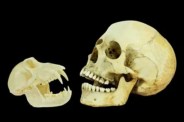 Human skull