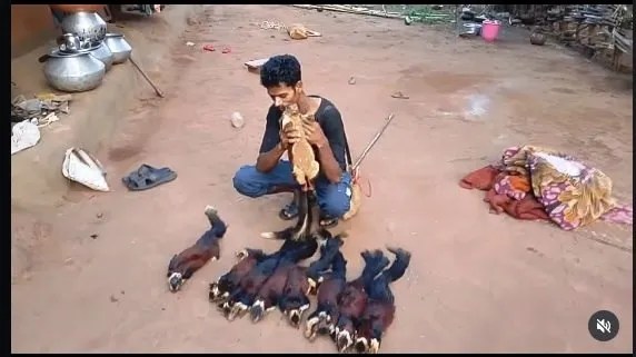 Viral instagram reels