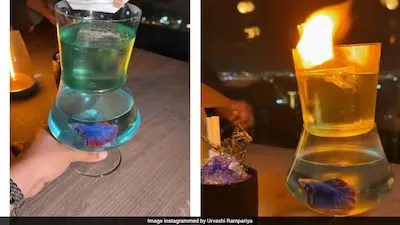 Sanjay Dutt discontinue live fish cocktail