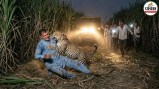 leopard attack farmer fights back bijnor
