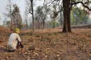 mahua