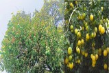 bemetara district, mango lemon
