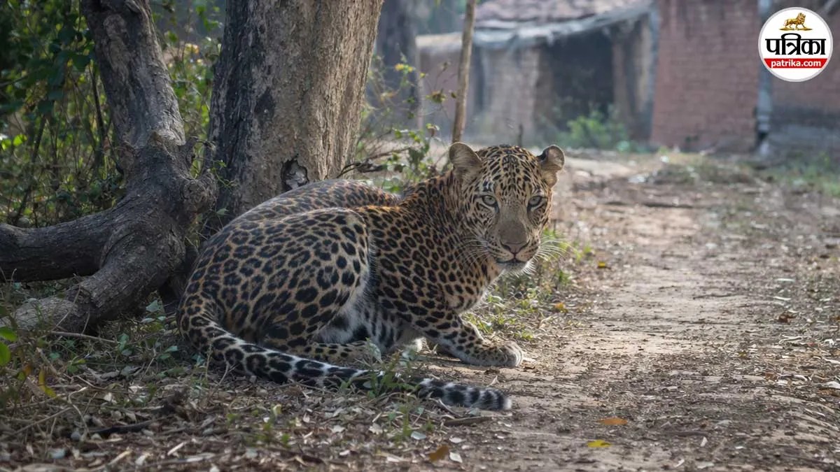moradabad leopard attack villages