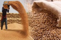 mp gehun kharidi begins today