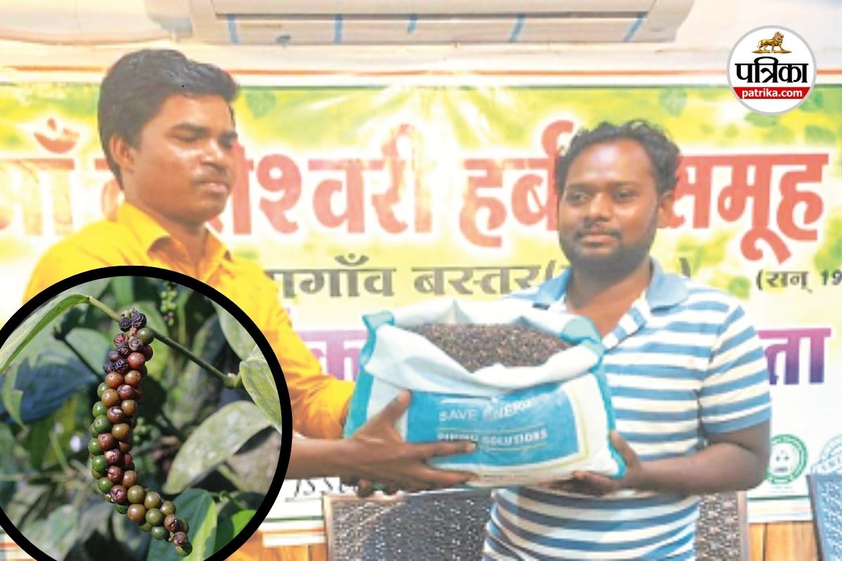 रसन ने तोड़ी पहली काली मिर्च की फसल (photo source- Patrika)