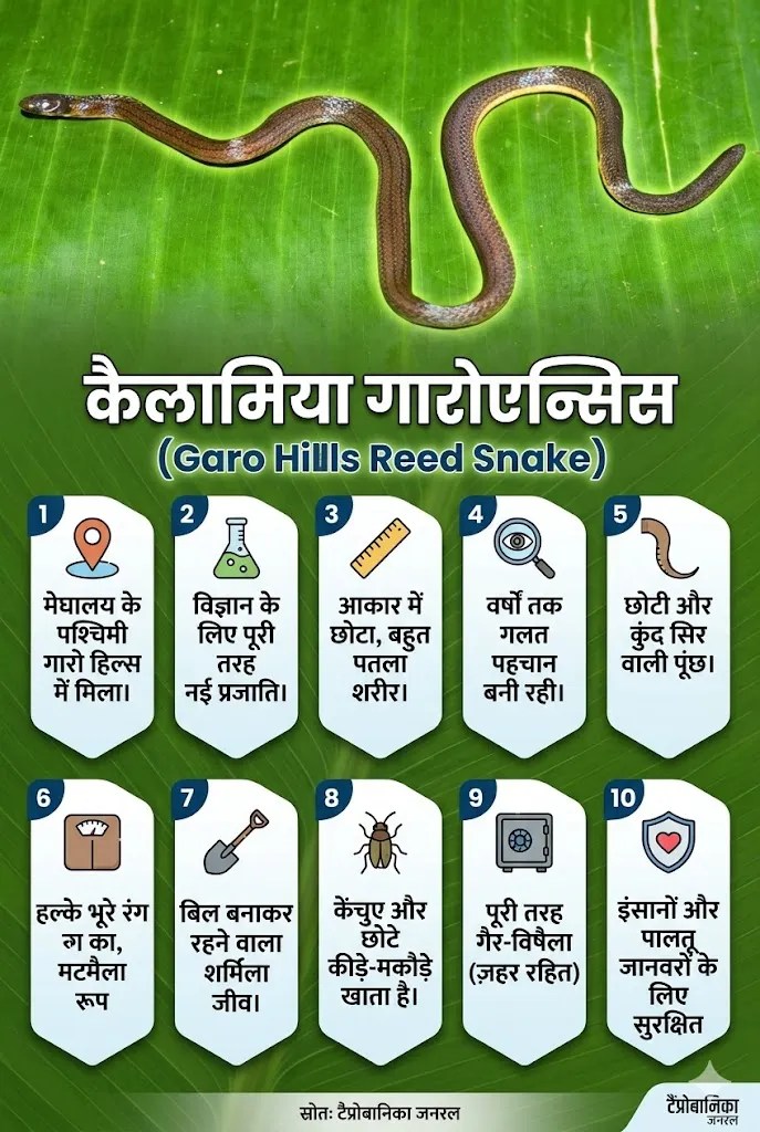 कैलामिया गारोएन्सिस सांप