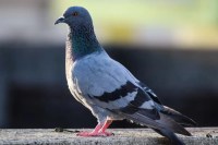 pigeon health risk, hypersensitivity pneumonitis, pigeon droppings disease, lung infection risk, air pollution indoor, respiratory illness causes, dry cough danger, bird related diseases, urban health hazard, lung fibrosis risk, COPD trigger factors, environmental health risk, airborne fungal infection, balcony pigeons problem, Rajasthan health alert