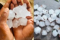 rajasthan rain hailstorm