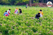 rose farming