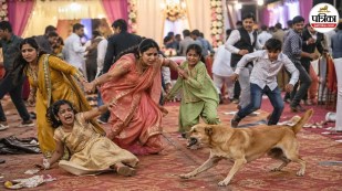 stray dog attack wedding budaun up