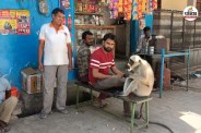 tea stall monkey