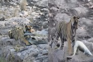 Ranthambore Tiger Reserve, Ranthambore tiger news, tigress Shakti T111, crocodile hunt rare, Ranthambore safari incident, tiger kills crocodile, wildlife rare sighting, Rajasthan wildlife news, tiger hunting behavior, jungle predator fight, Ranthambore zone 4, Jamun Deh area, wildlife tourism Rajasthan, tiger vs crocodile, safari tourists experience, wildlife viral news