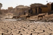 Dungarpur dry water source increased crisis Thirsty wild animals are moving towards Gaon villagers panic