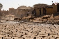 Dungarpur dry water source increased crisis Thirsty wild animals are moving towards Gaon villagers panic