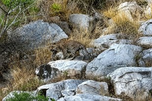 leopard in sub arban area