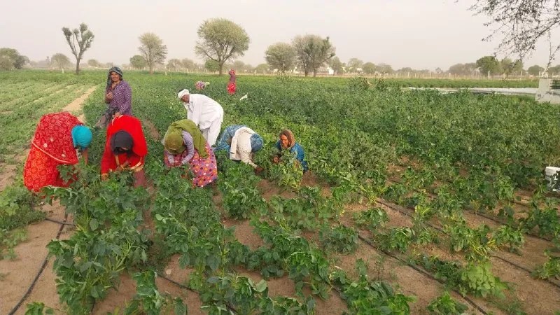 Chomu vegetable farming