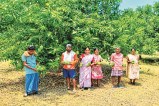Banganapalli Mango