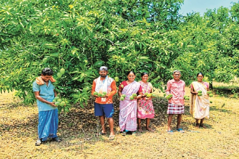 Banganapalli Mango