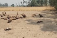 कुत्तों को मारने के लिए खेतों में रखा गया था कार्बोफ्यूरान मिला चावल, दुधवा क्षेत्र में वन्यजीव सुरक्षा पर उठे सवाल (फोटो सोर्स : भाषा WhatsApp News Group)