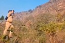vulture census is being conducted in Katni district