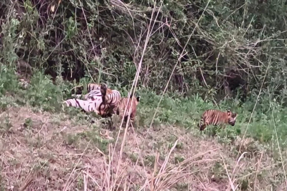 sariska tiger reserve