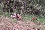 sariska tiger reserve