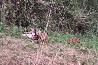 sariska tiger reserve