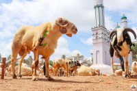 Kirit Somaiya on Bakri Eid