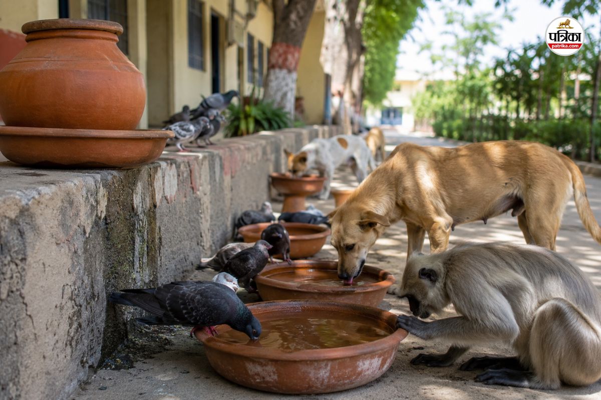 Rajasthan Education Department orders school-offices to provide food-water birds-animals