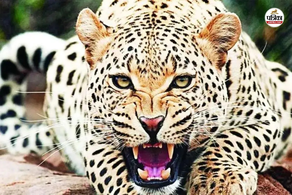 Bharatpur villagers beaten Thirsty female panther death 50-60 persons Case registered
