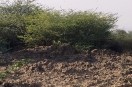 Bundi : पशु चिकित्सालय के लिए पांच साल पहले भूमि आवंटित