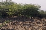 Bundi : पशु चिकित्सालय के लिए पांच साल पहले भूमि आवंटित