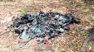 दल्लीराजहरा नगर के बीएसपी एमवीटी सेंटर के पास लगे पुराने पेड़ चमगादड़ों के लिए कब्रगाह बनते जा रहे हैं।
