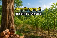 Chandan Van Rajasthan