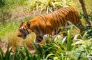 Tiger Attack in cg