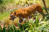 Chandrapur Tiger Attack 4 died
