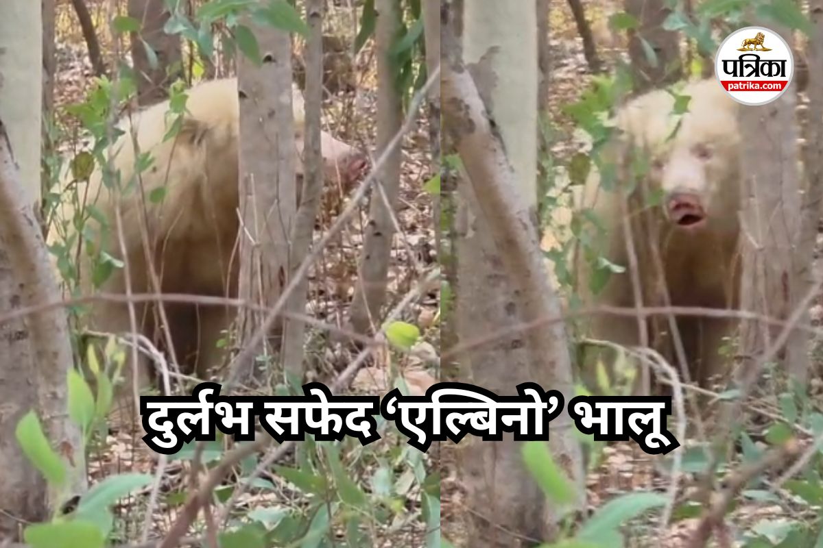 White Bear in Chhattisgarh