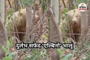 White Bear in Chhattisgarh