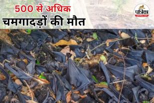 Heat Stroke in Bats