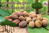 Forest Produce Decline